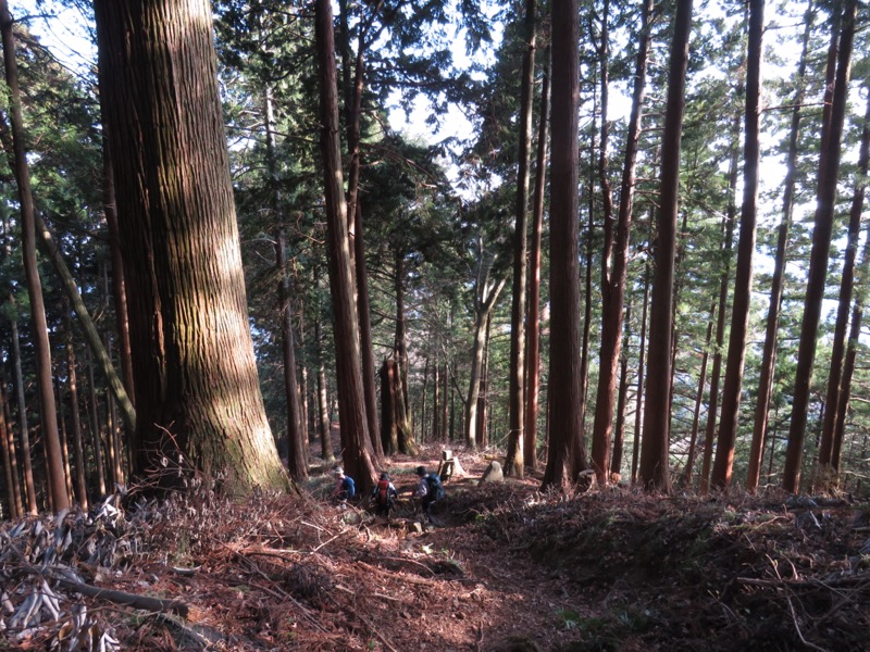 大岳山、馬頭刈尾根