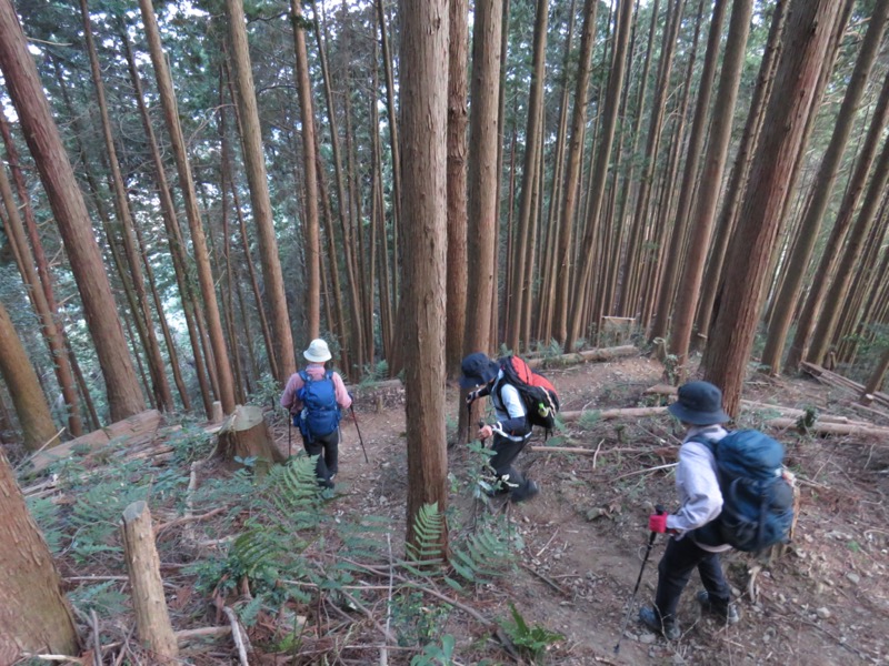 大岳山、馬頭刈尾根