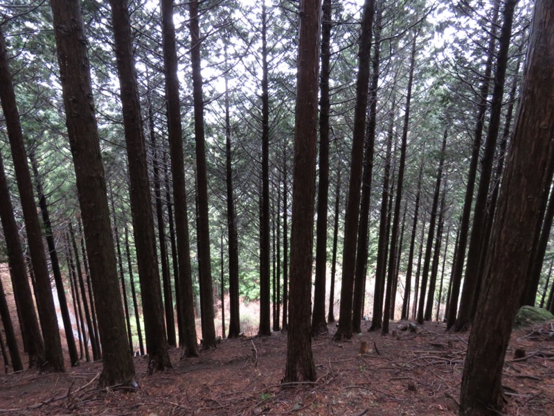 大山〜弘法山