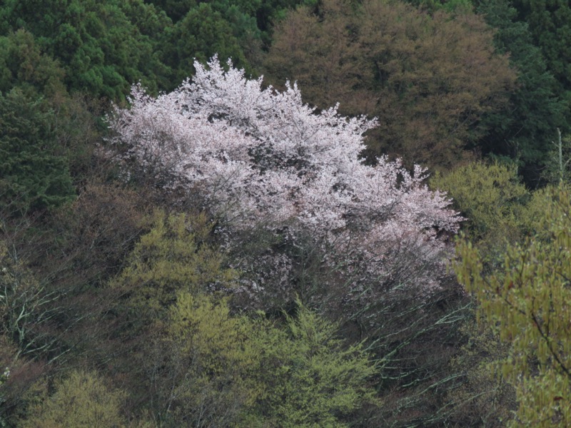 大山〜弘法山