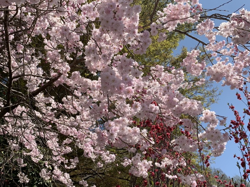 箕山、美の山