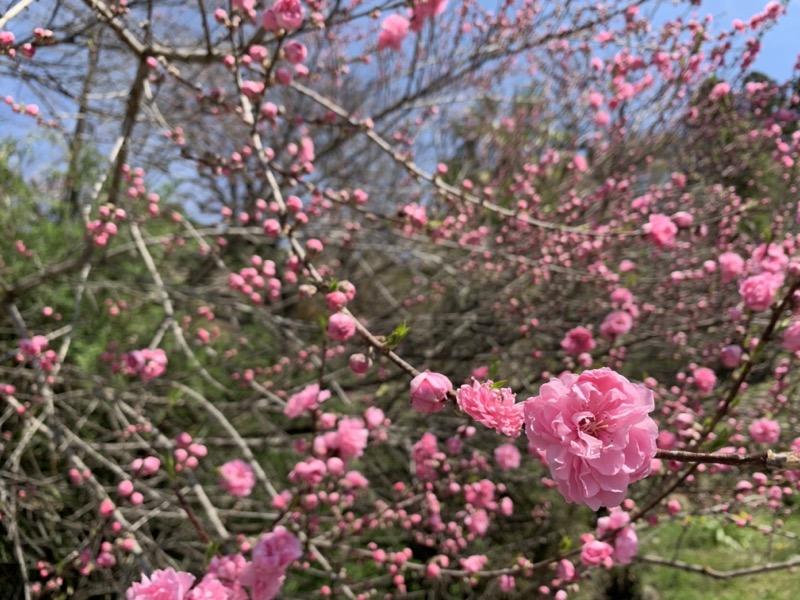 箕山、美の山