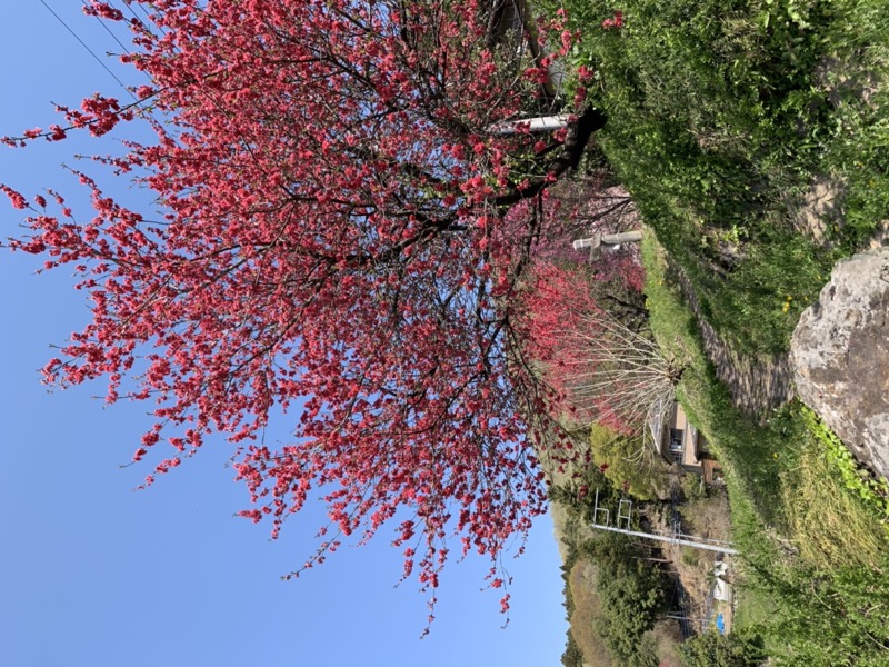 箕山、美の山