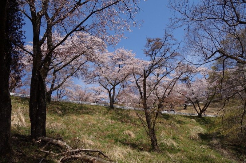 箕山、美の山