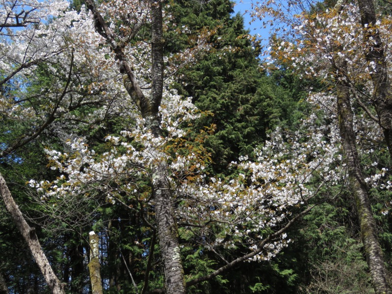 箕山、美の山