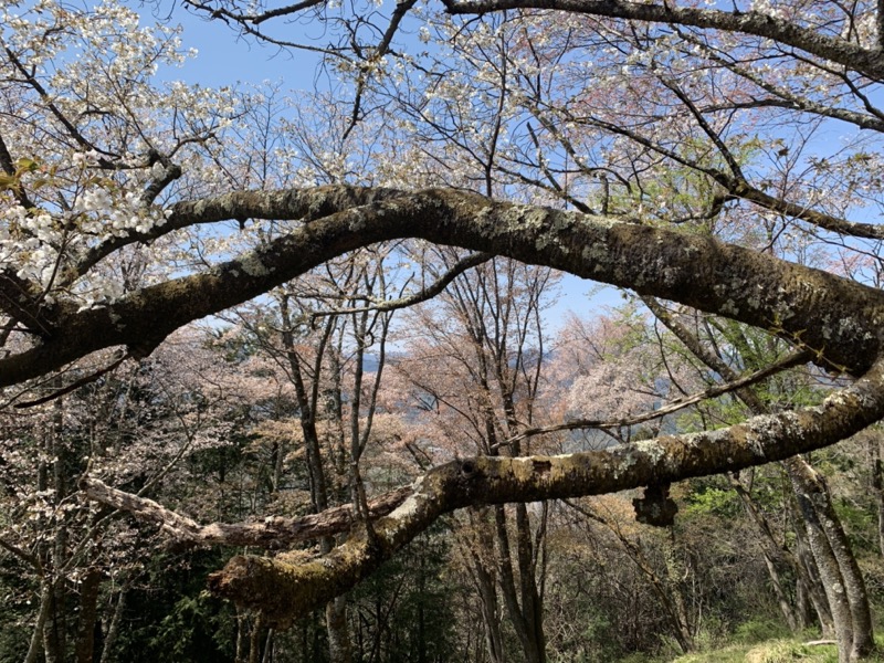 箕山、美の山