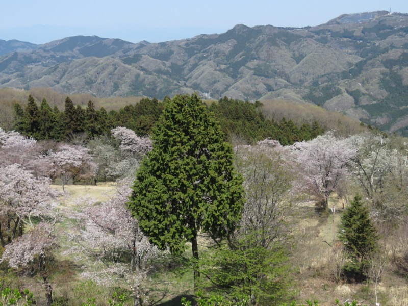 箕山、美の山