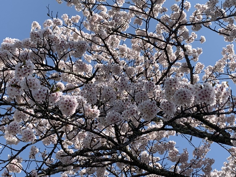 箕山、美の山