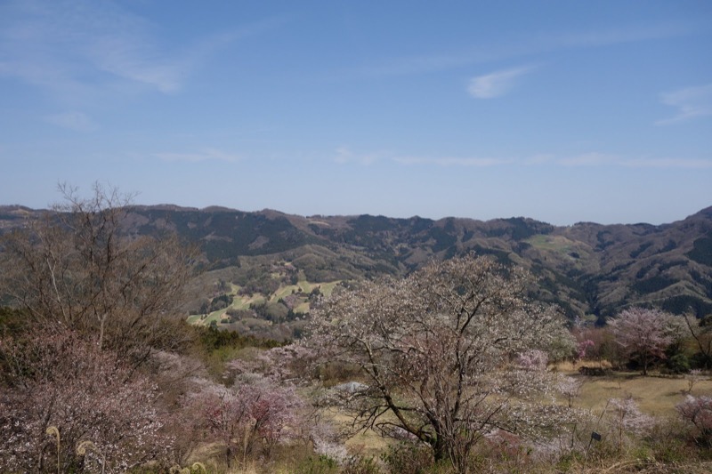 箕山、美の山