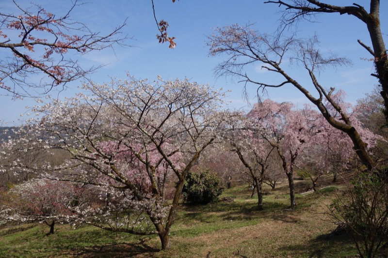 箕山、美の山