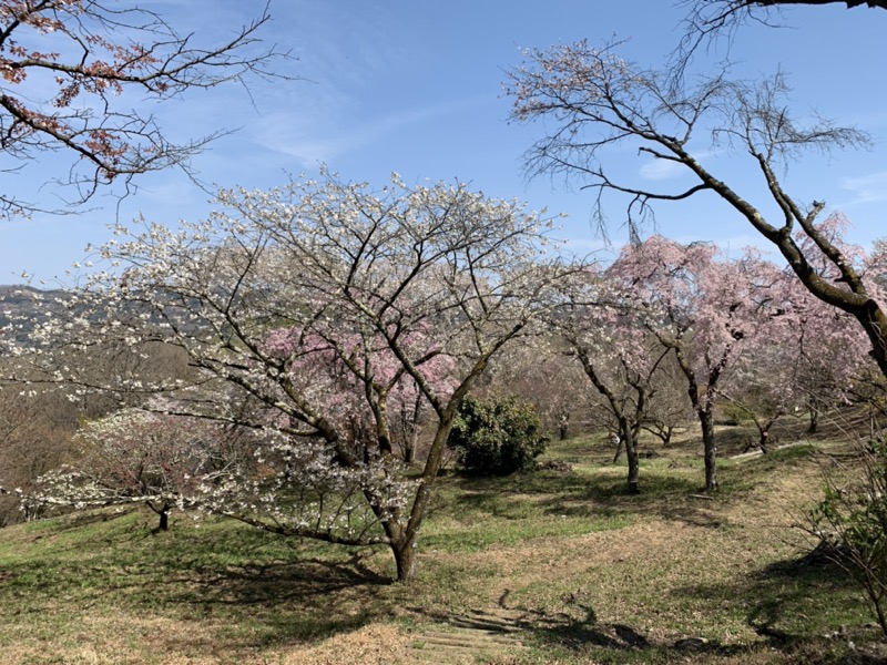 箕山、美の山