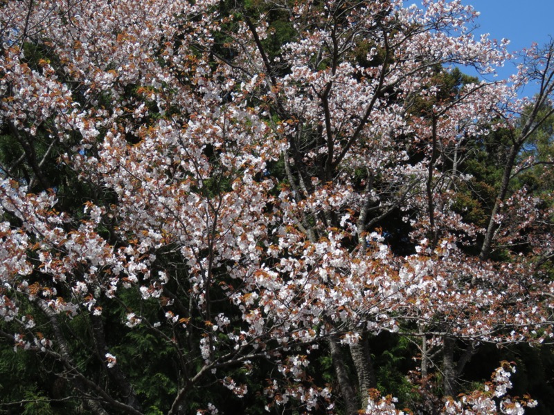 箕山、美の山