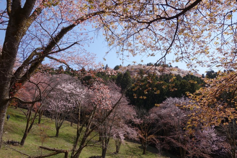 箕山、美の山