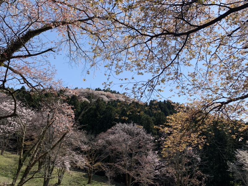 箕山、美の山