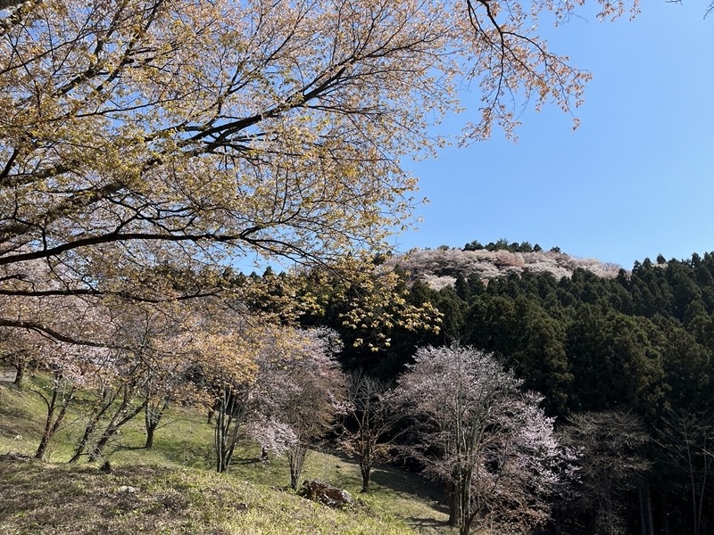 箕山、美の山