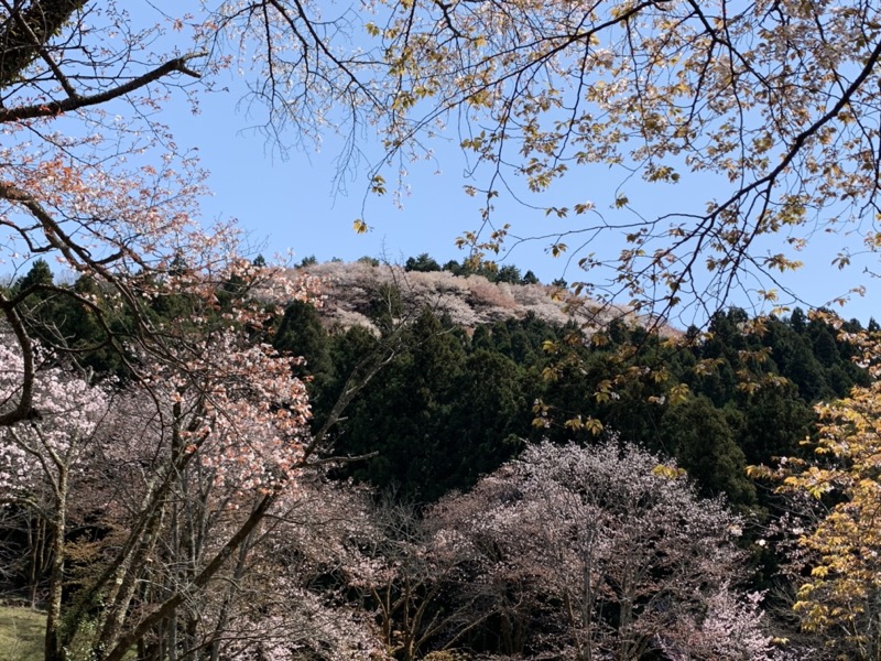 箕山、美の山