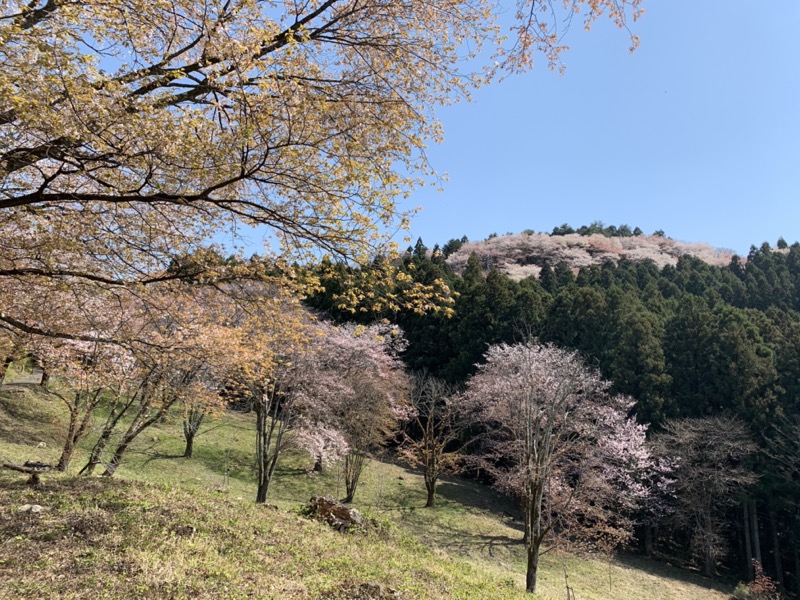 箕山、美の山