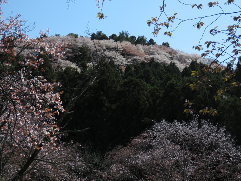 箕山、美の山