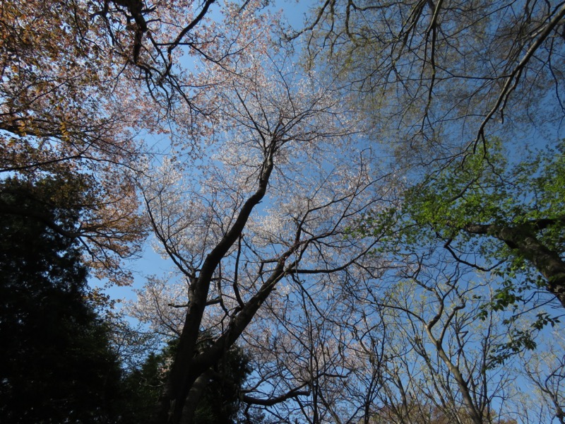 箕山、美の山