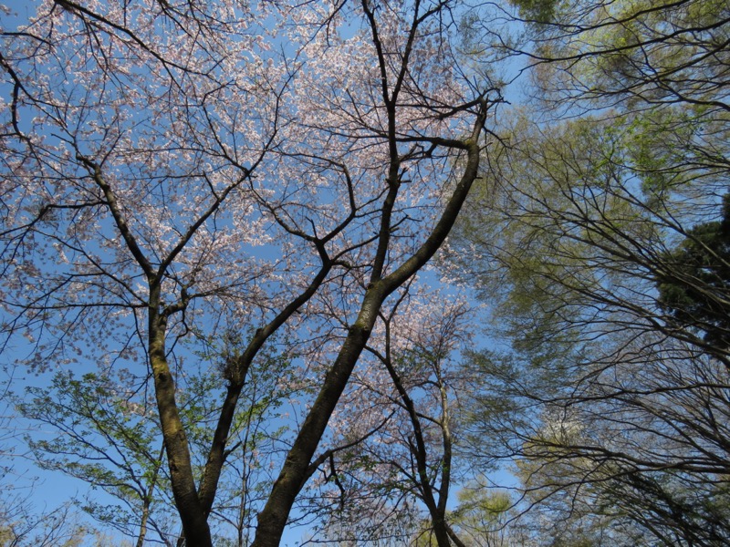 箕山、美の山