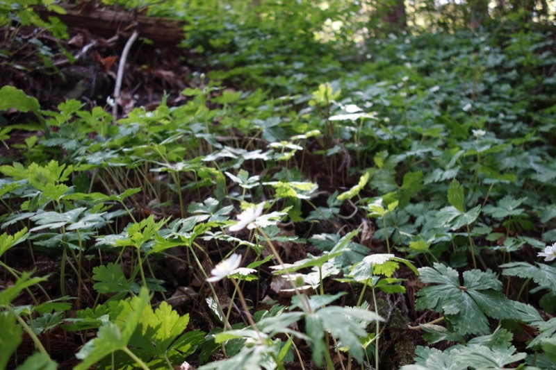 箕山、美の山