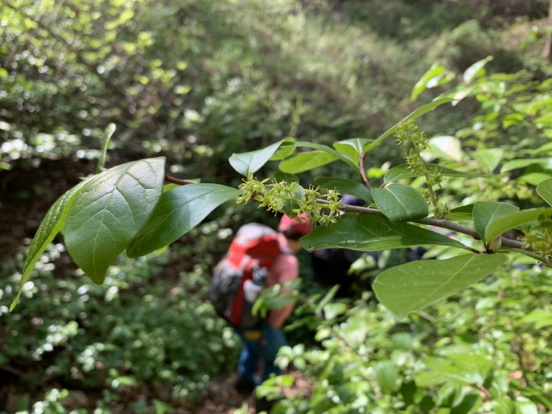 箕山、美の山