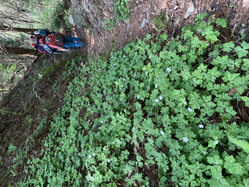 箕山、美の山