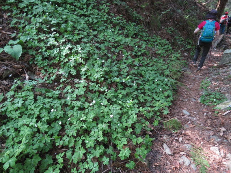 箕山、美の山