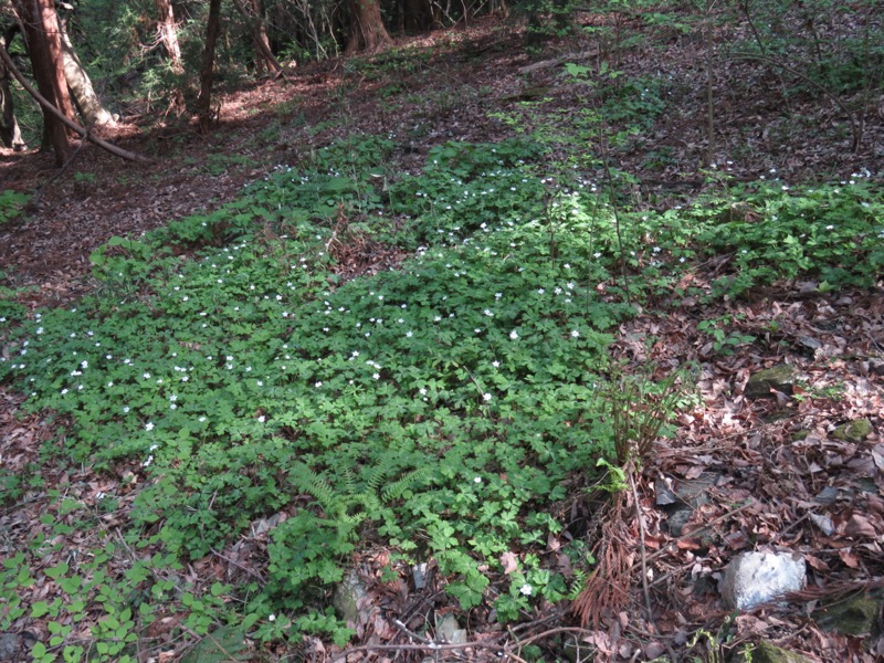 箕山、美の山