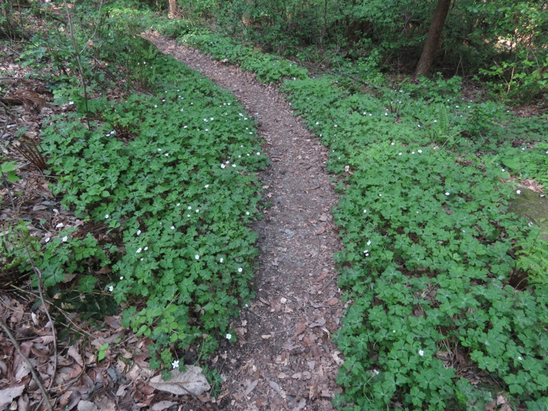 箕山、美の山