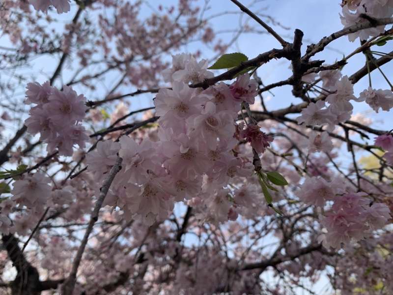 箕山、美の山