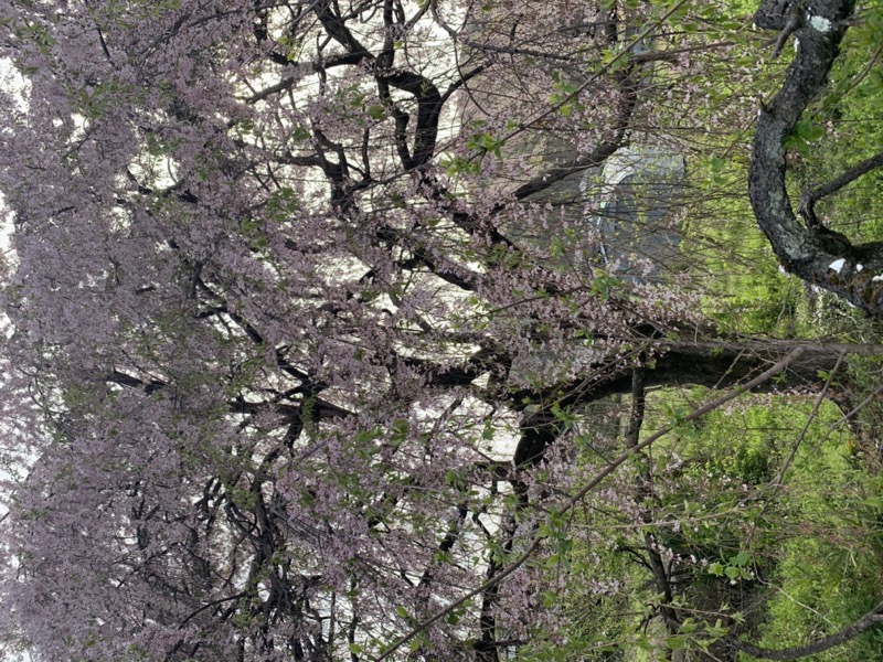 箕山、美の山