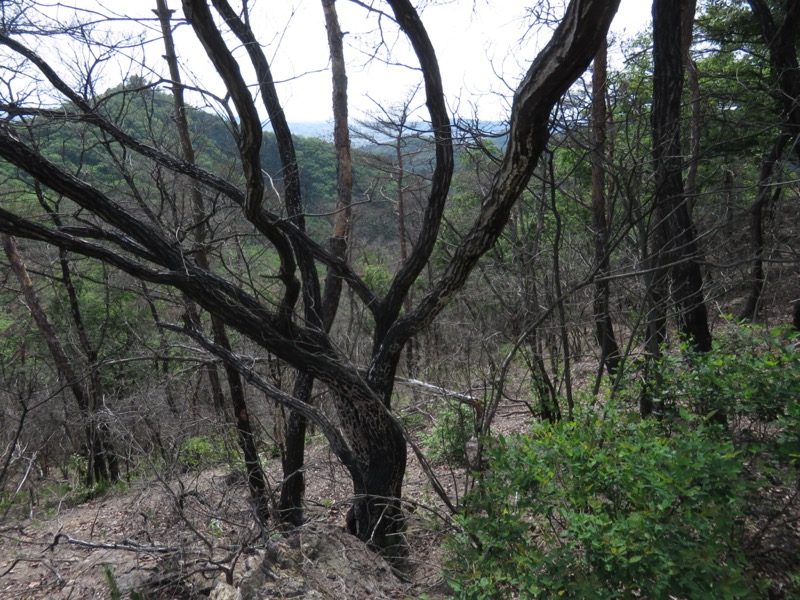 行道山　両崖山