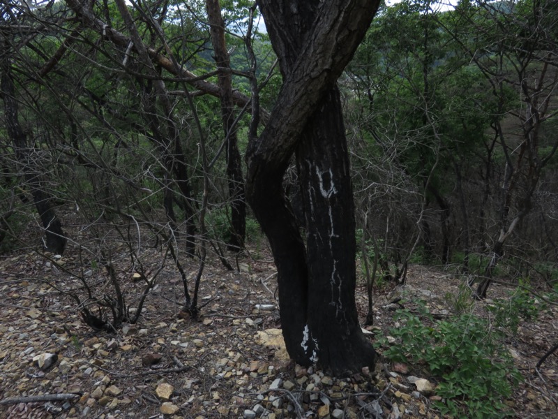 行道山　両崖山