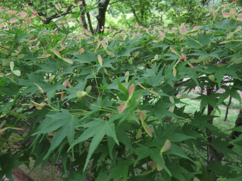 行道山　両崖山