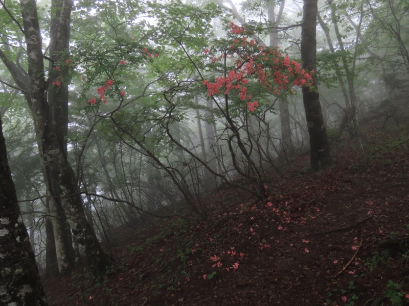 三ツ峠山〜清八山〜天下茶屋