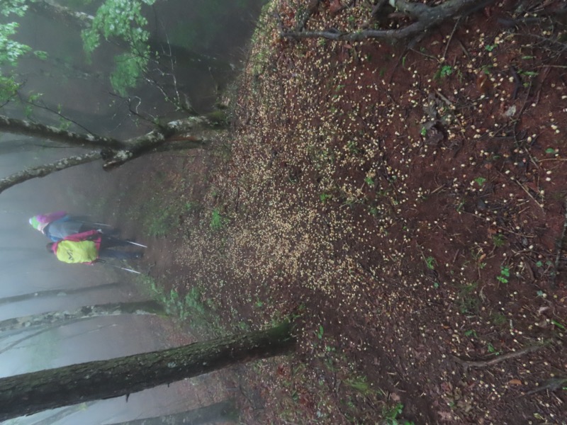 三ツ峠山〜清八山〜天下茶屋