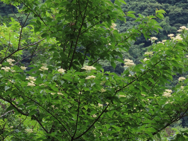 九鬼山