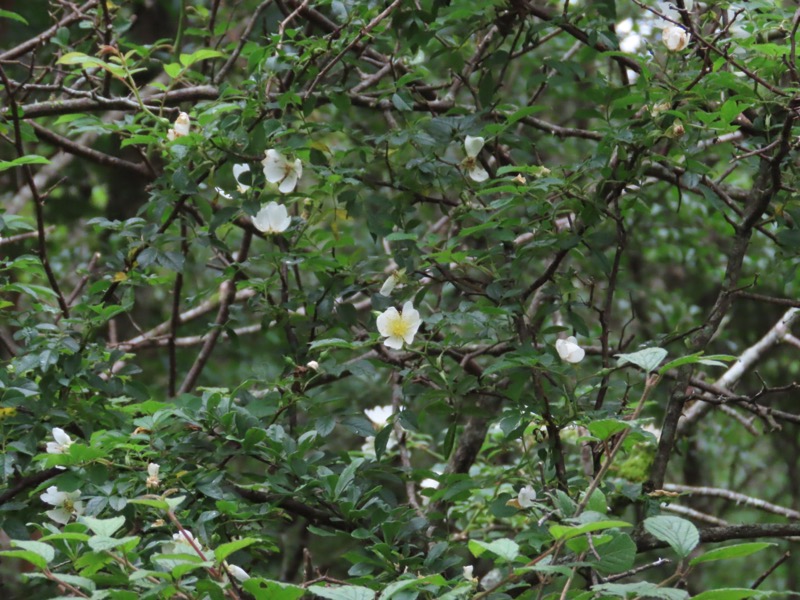 三国山、山中湖