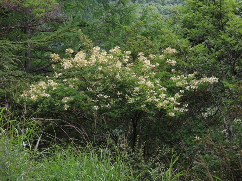 編笠山