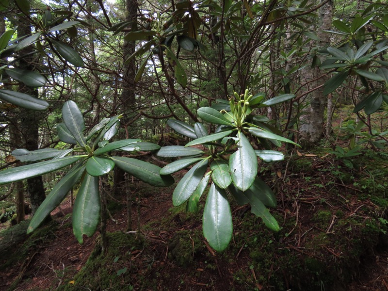 編笠山