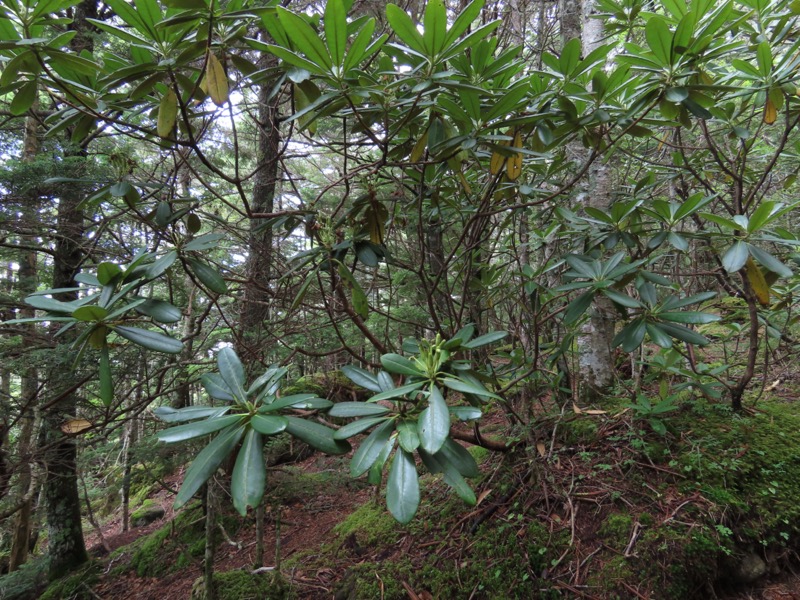 編笠山