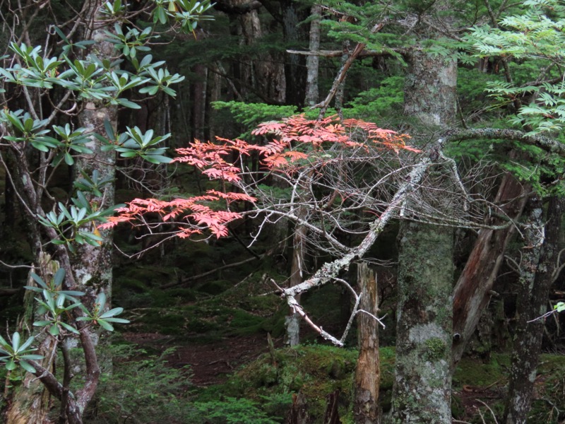 編笠山