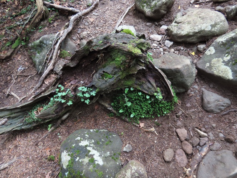 編笠山