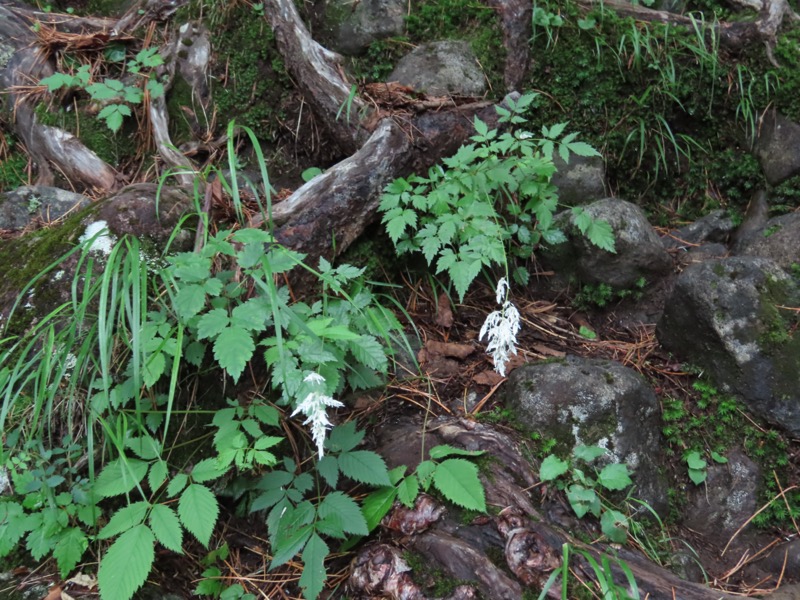 編笠山