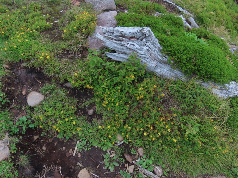 編笠山