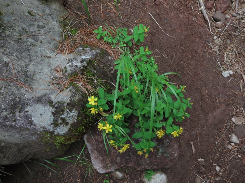 編笠山