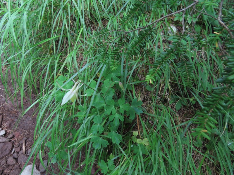 編笠山