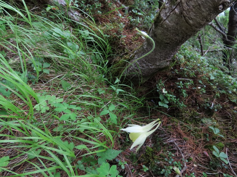 編笠山