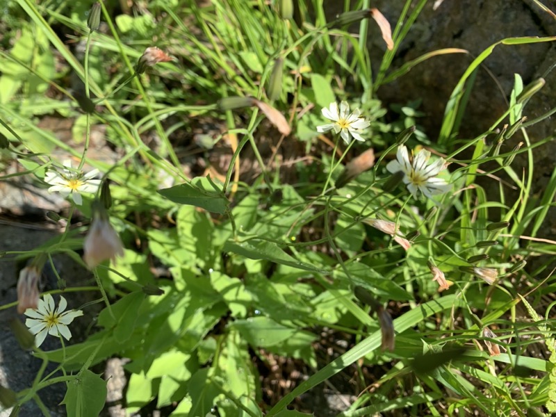 白馬岳、白馬三山
